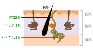 多汗症・わきがの施術