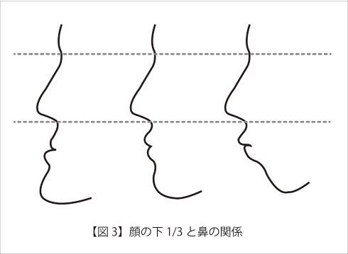 【図3】顔の下1/3 と鼻の関係