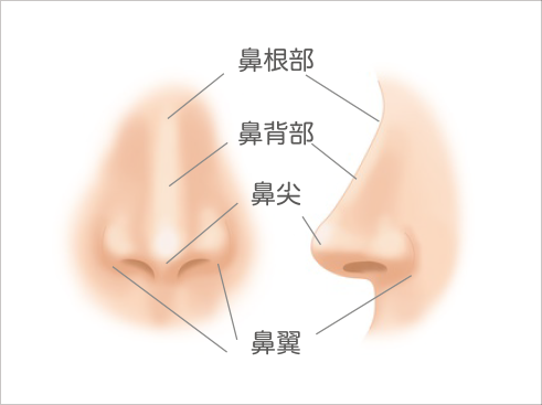 【図3】顔の下1/3 と鼻の関係