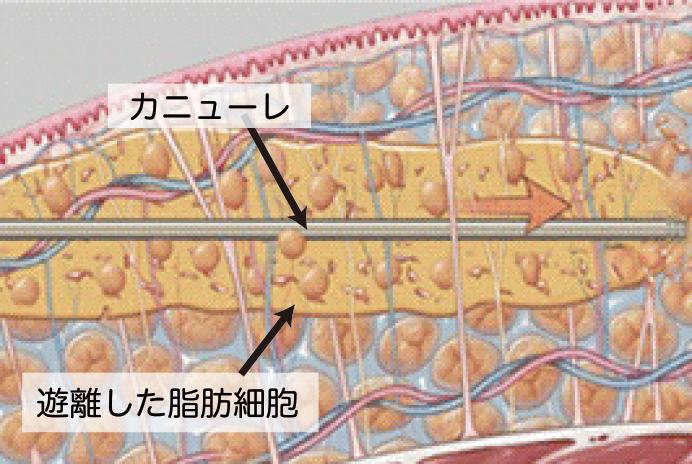 高い安全性