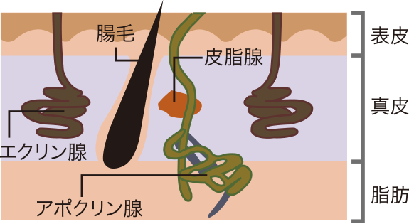 わきが・多汗症について